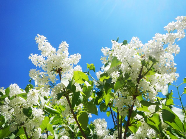 lilacs