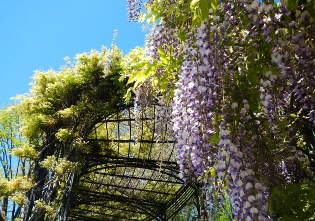wisteria1