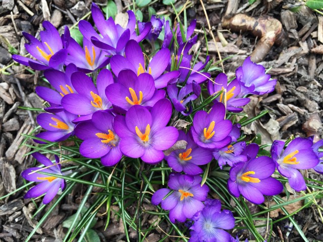 crocus